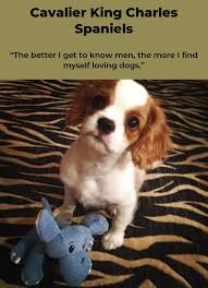 Cavalier King Charles Spaniels Cavalierkingcharlesspanielpuppy Cavalierkingcharlesspaniellover Goruntuler Ile Kopek