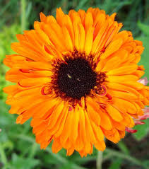 Calendula October Birth Flowers Birth Month Flowers October Flowers