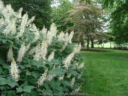 Image result for Brownleea parviflora
