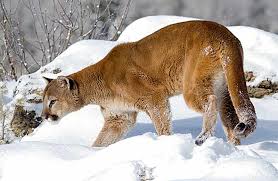 Native to the americas, its range spans from the canadian yukon to the southern andes in south america and is the most widespread. Living With Cougars