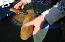 Image result for Pacific Razor Clam