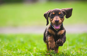 Nur wenige wochen über den umstand wie lange ein welpe ein welpe ist, sprich wie lange die welpenzeit andauert und ab wann man von einem junghund spricht. Welpen Eingewohnen Tipps Fur Einzug Eines Hundebabys Zooplus