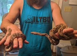 Mine produce litters at barely for feet and slender. Dwarf Boa Size Photos Appreciated