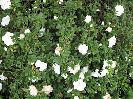 Pin On Planting Shrubs