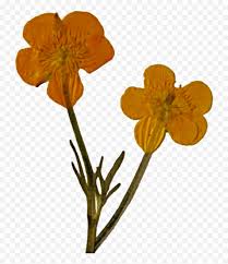 Dried Flowers Png 1 Image Dried Pressed Flowers Png Free Transparent Png Images Pngaaa Com Little flowers aesthetic pictures dried flowers collage art flower power design elements overlays the each flower is saved in it's own individual png, and i also included one png with all of the brown flowers fake flowers dried flowers flowers in hair artificial flowers silk flowers. image dried pressed flowers png