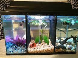 Known for their vivid colors and spectacular fins, bettas deserve a quality home. Divided Betta Tank Betta Aquarium Betta Fish Beta Fish Tank