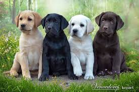 Epingle Par Nansira Traore Sur Chiot Adorables Chiots Animaux Mignons Et Chien Mignon
