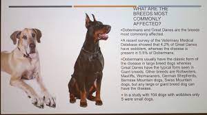 Wobbler Syndrome In Dogs Youtube
