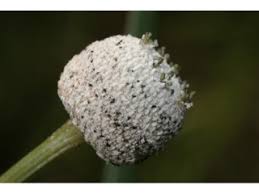 Image result for Eriocaulon truncatum