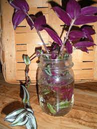 Pin On Terrariums I Would Live In