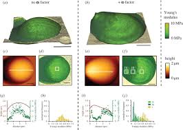 Glucans and mannans have also been found to have a myriad of biological functions in animal models and potentially in humans, including modulation of histamine release (holck et al. Dynamics Of Cell Wall Elasticity Pattern Shapes The Cell During Yeast Mating Morphogenesis Open Biology
