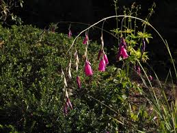 Image result for Dierama formosum