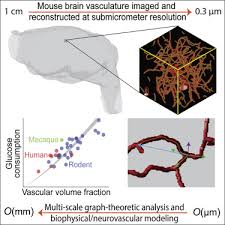 149 the neuroendocrine, physiological, and behavioral characteristics of these two lines are being extensively studied, and show some. Brain Microvasculature Has A Common Topology With Local Differences In Geometry That Match Metabolic Load Sciencedirect