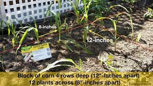 Maybe you would like to learn more about one of these? Yes You Can Grow Corn In A Small Garden The Foodie Gardener