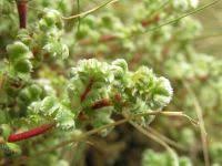 Image result for Alchemilla johnstonii