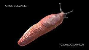 Discover the magic of the internet at imgur, a community powered entertainment destination. Artstation Arion Vulgaris Gabriel Casamasso