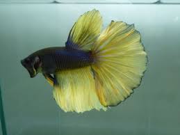 Imported Live Betta Fish Yellow Mustard Gas Halfmoon Betta Fish Live Aquarium Fish Betta