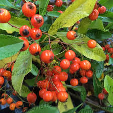 Image result for Pyracantha coccinea golden charmer