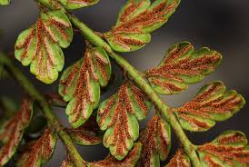 Image result for Asplenium stuhlmannii