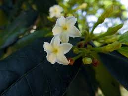 Image result for Mascarenhasia