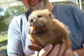 Pin On Cute Animals