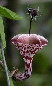 Check spelling or type a new query. Beautiful But Weird Flowers Unusual Flowers Unique Flowers Rare Flowers
