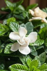 Gardenia Jasminoides Aka G Veitchii Plant Flower Stock Photography Gardenphotos Com Flower Stock Photography Planting Flowers Fragrant Flowers