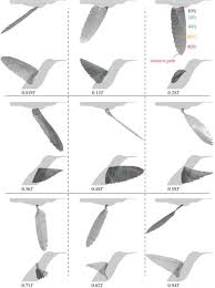 When the wing are folded, all of the bones try to come closer to each other. Quantifying The Dynamic Wing Morphing Of Hovering Hummingbird Royal Society Open Science