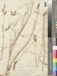 Image result for Eragrostis echinochloidea