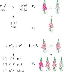 Plz Ans The Question 1 L In Which Phenomenon Phenotype Of The Fl Hybrid Offsprings Does Not Resemble Any Biology Principles Of Inheritance And Variation 13410141 Meritnation Com