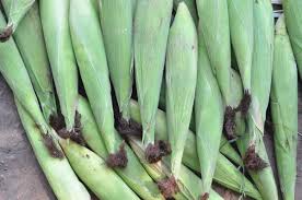 Maybe you would like to learn more about one of these? Growing Baby Corn In Containers Terrace Balcony Gardening Tips