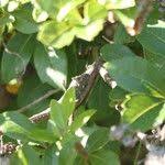 Image result for Searsia tomentosa