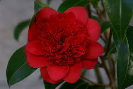 camellia d page 2 camellia flowers plumeria