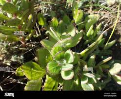 Image result for Coleus hadiensis