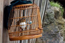 Burung parkit jika sudah jinak, dapat dijadikan burung peliharaan yang terlatih dan bisa diajak bermain di luar sangkar. Ini Bahaya Pelihara Burung Di Rumah Burungnya Com