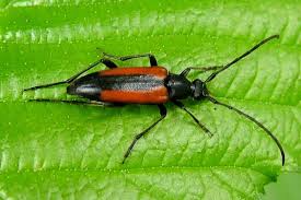 Image result for Nicolasia stenoptera