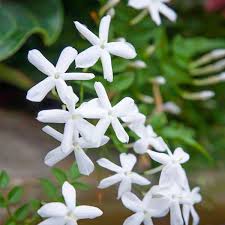 Image result for Jasminum