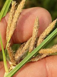 Image result for Bolboschoenus glaucus