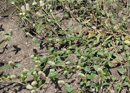 Image result for Gomphrena celosioides