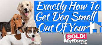 Maybe you would like to learn more about one of these? How To Get Rid Of Dog Smell In Your House Products Steps