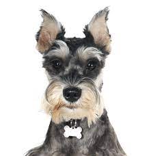 These miniature schnauzer puppies located in ohio come from different cities, including, london. Schnauzer Miniature Puppies For Sale Adoptapet Com