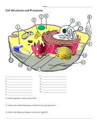 I created this basic drawing that shows a sketch of eukaryote organelles with. Animal And Plant Cell Labeling