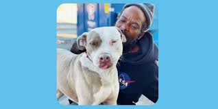 Please select petrescue id pet name group article. 3yh3dicbi Oolm