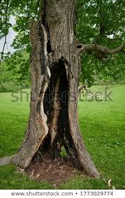 Huge collection, amazing choice, 100+ million high quality, affordable rf and rm images. Hollow Burnt Out Tree Trunk Stock Photo C Vershinin89 2066475 Stockfresh