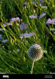 Image result for Echinops longifolius