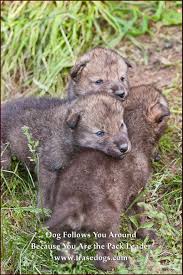 Things To Know About Your Pets Cute Animals Baby Wolves Baby Animals