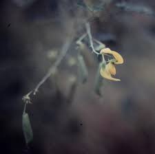 Image result for Crotalaria laburnifolia