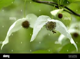 Image result for Gnidia involucrata