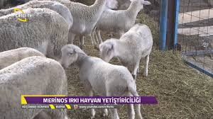 Kucukbas Dunyasi Merinos Irki Nedir Youtube
