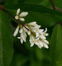 Image result for Ligustrum obtusifolium